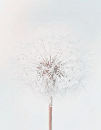 White Philosophy Dandelion Shades Of White Blue And White