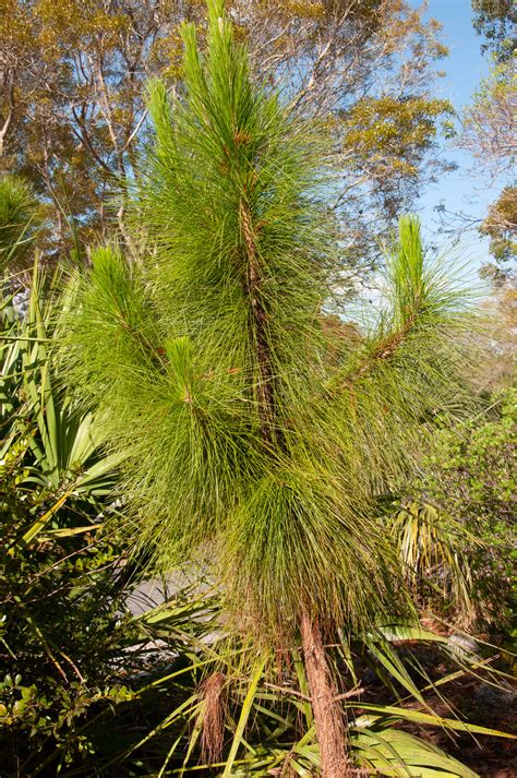 Pinus Elliottii Slash Pine