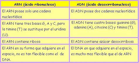 Diferencias Entre Adn Y Arn Cuadro Comparativo Adn Y Arn Adn Adn