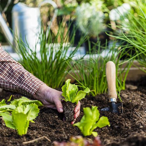 How To Start A Vegetable Garden The Home Depot