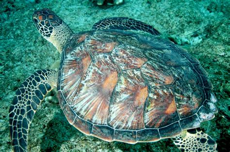 Hawksbill Vs Green Sea Turtle Shell The Green Hawksbill And