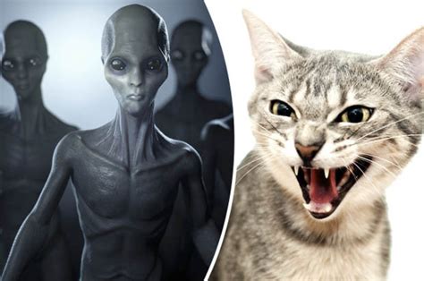Bizarre Theory Blames Aliens For Spate Of Cat Killings Across The Uk Daily Star