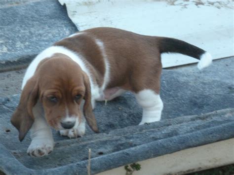 Basset Hound Puppies For Sale Pueblo West Co 282214