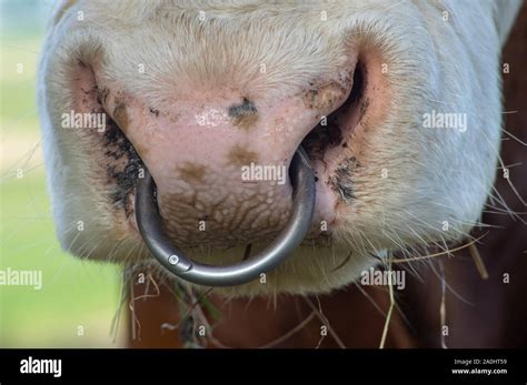 Bull Cow Head Nose Ring Hi Res Stock Photography And Images Alamy