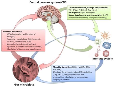 Ijms Free Full Text The Crosstalk Between Gut Microbiota And