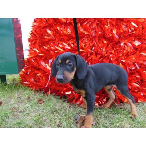 Puppies for sale in iowa by uptown puppies. Male Rottweiler Puppy for Sale in Chicago, Illinois - Puppies for Sale Near Me