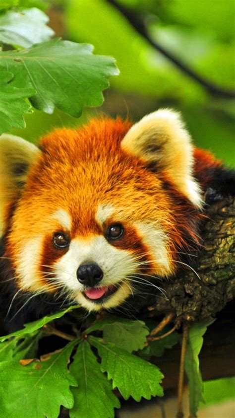 Cute Red Panda Wallpapers Top Free Cute Red Panda Backgrounds