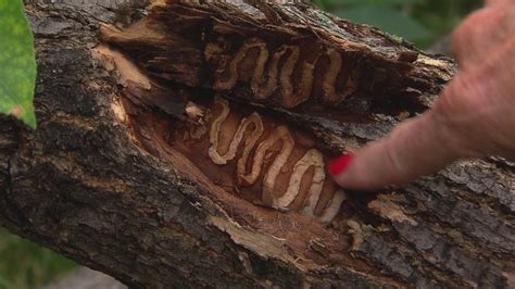 The Emerald Ash Borer Is Killing Ash Trees At County Parks Youtube