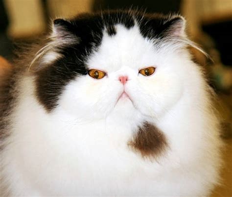 Best Fat Cat Stock Photos Pictures And Royalty Free Images Istock