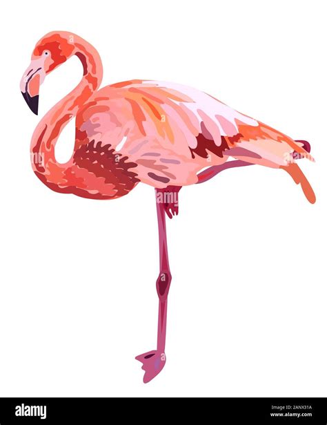 Flamingo Illustration Hi Res Stock Photography And Images Alamy