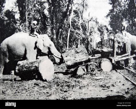 Elephants Used To Move Logs In Northern India During British Colonial