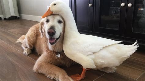 Dog And Duck Are Inseparable Best Friends I Can Has Cheezburger