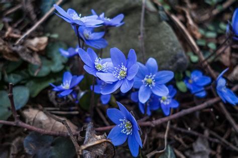 Free Images Nature Forest Blossom Flower Spring Botany Blue