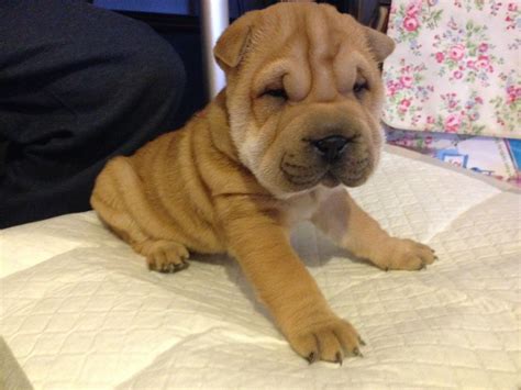 Shar Pei Dogs And Puppies For Sale Pets4homes Shar Pei Puppies