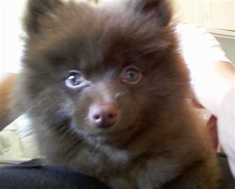 Brown and white pomeranian puppy. Pomeranian Dog Breed Information and Pictures