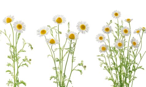 Daisy Vs Chamomile How To Tell These Plants Apart Wiki Point