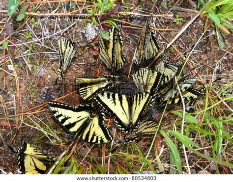 Tiger Swallowtails Papilio Glaucus Gathered Northern Stock Photo