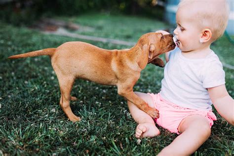 Preparing Pets For Baby Tips From Veterinarian