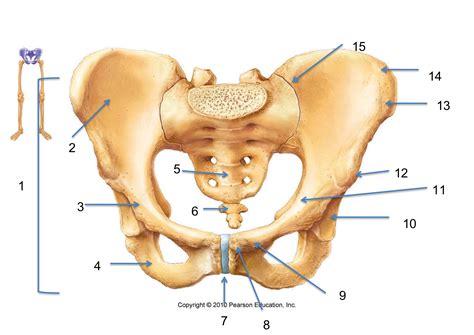 Biomedical Science 309 > Jones > Flashcards > Lower Limb Bones | StudyBlue