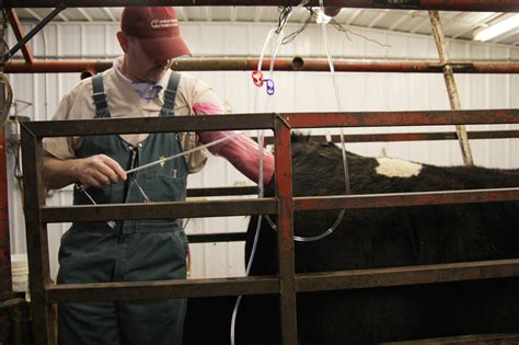 Americas Elite Cows Dont Give Birth — Their Surrogates Do The Salt