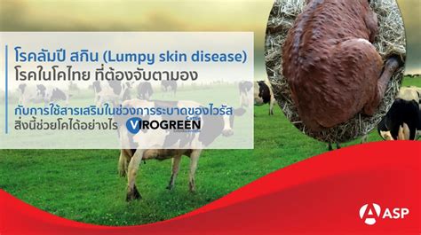 Lumpy skin disease (LSD หรือ โรคลัมปี สกิน) โรคในโคไทย ที่ต้องจับตามอง - Vet Products Group