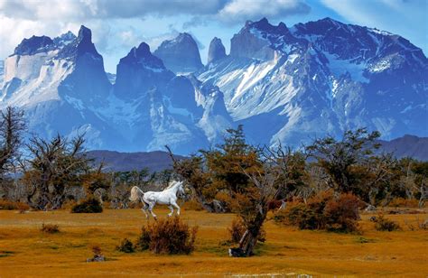 Mountains Trees Horse National Park Torres Del Paine National