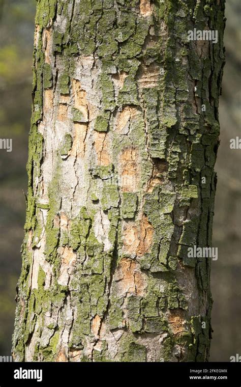 Sycamore Tree Trunk Texture Bark Acer Pseudoplatanus Stock Photo Alamy