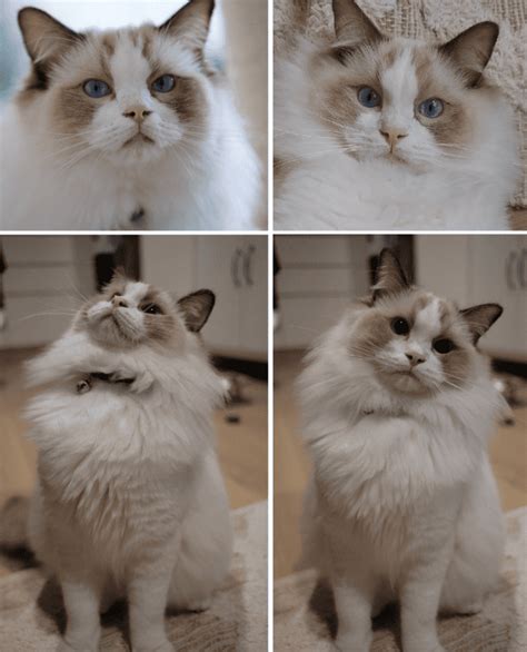 The Chocolate Ragdoll Cat Mitted Colorpoint Bicolor And Lynx