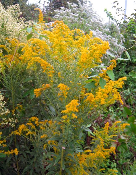 Fall Flowers Late Blooming Perennials And Shrubs Dengarden