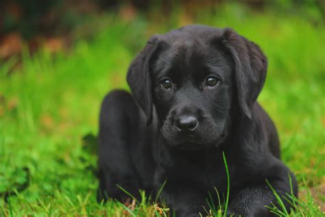 The 15 Best Dog Breeds For First Time Owners Pup Breeds