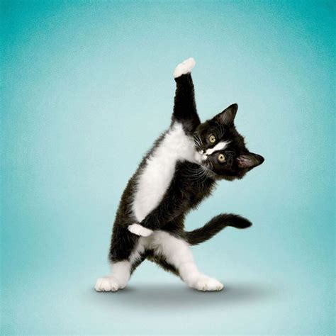 Puppies And Kittens Doing Yoga Are The Cutest Thing Ever Cute Cats Dog