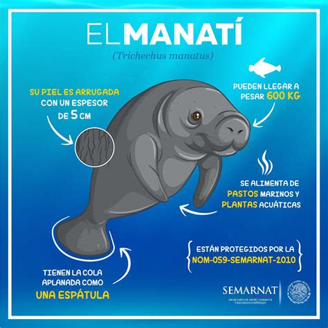 7,333 likes · 535 talking about this. La conservación del manatí en México