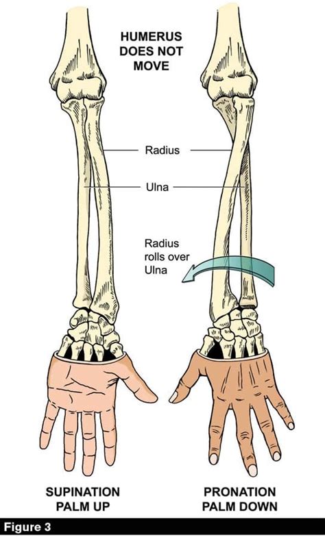 Bones That Construct Elbow And Forearm And Pronation Supination
