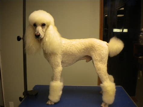 10 Brilliant Ways To Advertise Poodle Hairstyles Poodle Hairstyles