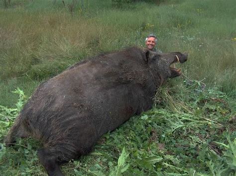 Was A 1800 Lb Wild Boar Really Shot In Conroe Texas