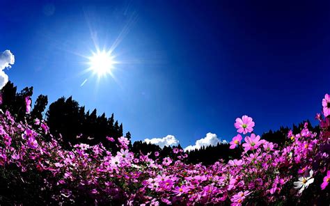 Beautiful Flowers Pretty Summer Time Sun Sunny Sunbeams Bonito