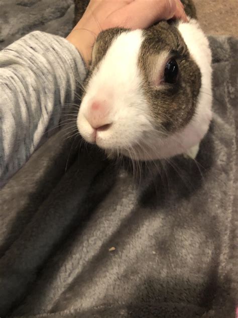 Help Identifying This Mark On Our Rabbits Nose Looks Like A Bruise
