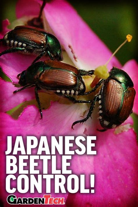 54 Cool What Is The Life Cycle Of A Japanese Beetle Insectza