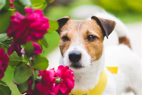 Check it out and make sure to be careful if any of these are in and around your home. Protect Your Dog From These Poisonous Plants In Your ...
