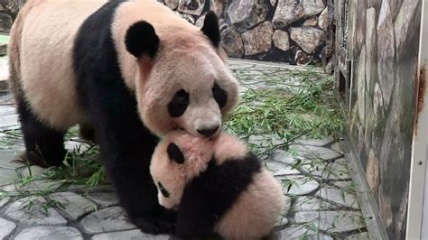 結浜と良浜 Panda Baby And Her Mother パンダ アドベンチャーワールド Youtube
