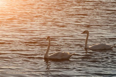 Los Cisnes Hermosos Nadan En El Lago Durante La Puesta Del Sol Espacio