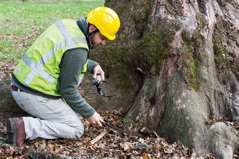 Tree Risk Assessment — Pacific Consulting Arborists