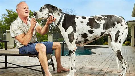 Video Meet Lizzy The Worlds Tallest Female Dog Guinness World Records