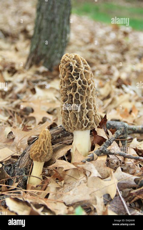 Close Up Of A Huge Morel Mushrooms In The Wild Stock Photo Alamy