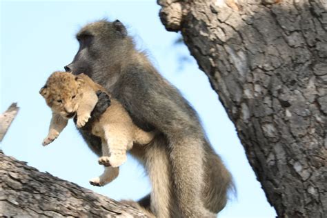 A Baboon Was Found Carrying A Lion Cub Similar To That Of ‘the Lion King But The Reality Of It