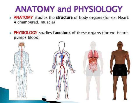 Subdivisions Of Anatomy And Physiology