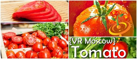 Where To Buy Tomato Vr Moscow Determinate Seeds