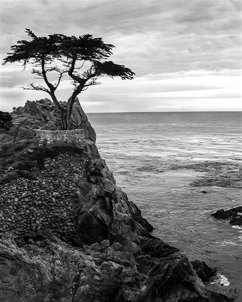 Monterey Lone Cypress Photograph By Guy Shultz Fine Art America