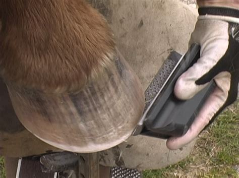 Natural Hoof Care Jaime Jackson Shaping From The Top From The