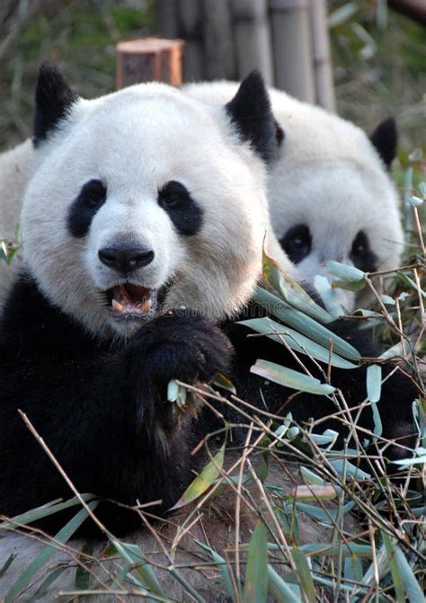 Two Pandas At Chengdu Panda Reserve Chengdu Research Base Of Giant